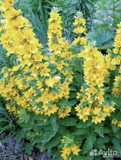 Вербейник точечный