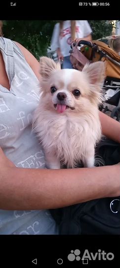 Сиделка для ваших питомцев