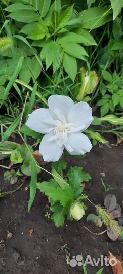 Гибискусы махровые