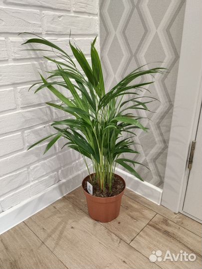 Пальма Арека дипсис комнатные растения цветы