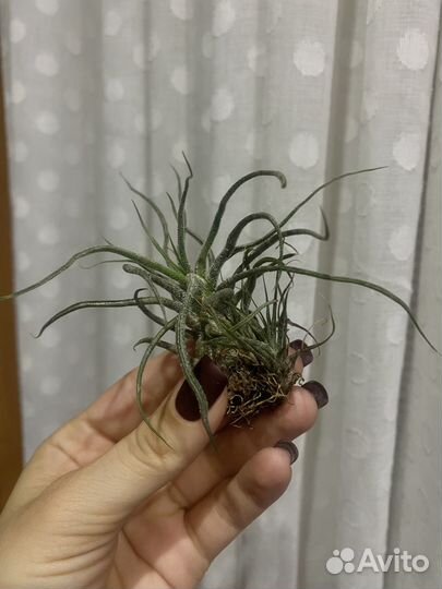 Атмосферные тилландсии