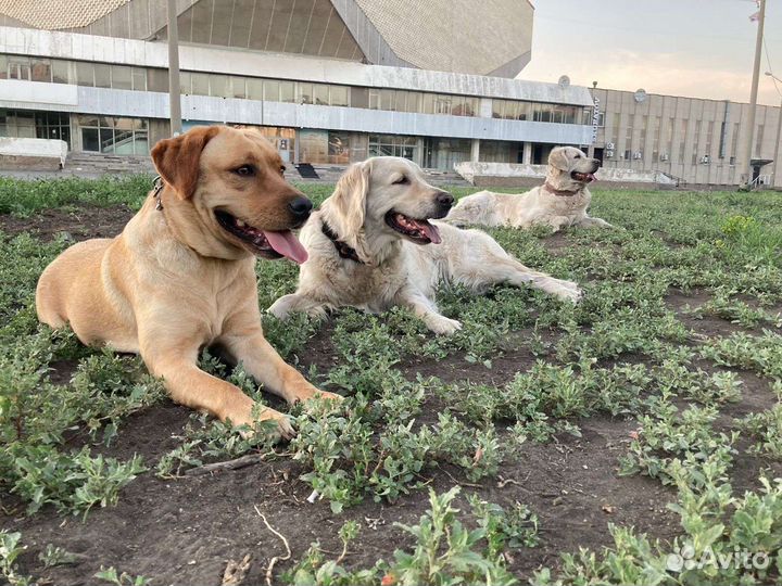 Передержка собак