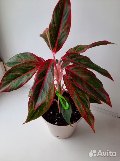 Аглаонема Тайволи.Аукуба японская