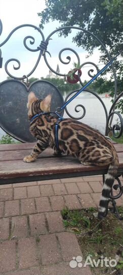 Котята от титулованных родителей