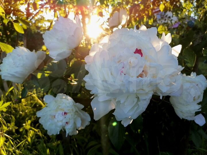 Дача 50 м² на участке 8,4 сот.