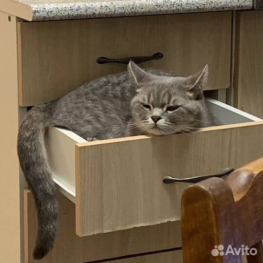 Кошка в дар