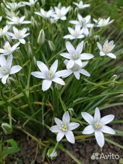 Птицемлечник