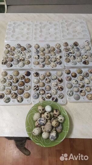 Яйца перепелиные