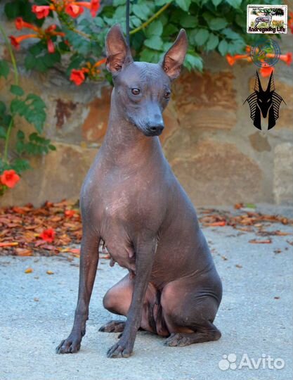 Ксолоитцкуинтли стандарт. Мексиканская голая