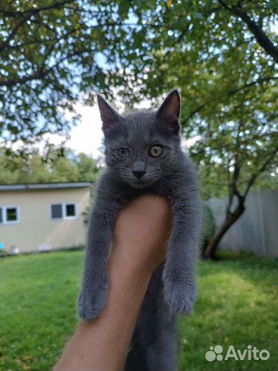 Котенок в добрые руки