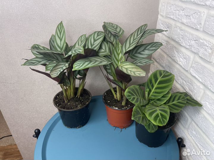 Комнатные цветы калатея