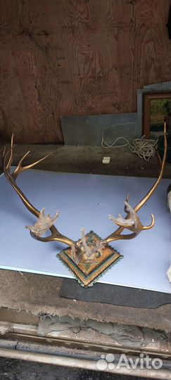 Продам рога оленя