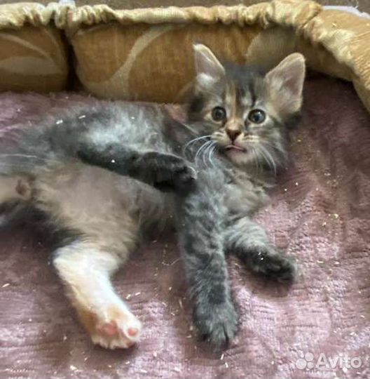 Котенок девочка бесплатно