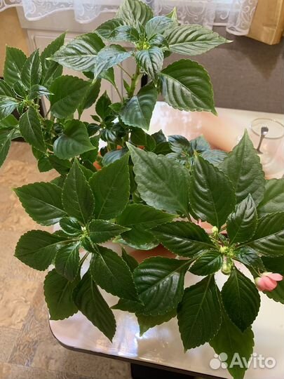 Бальзамин или Ванька мокрый