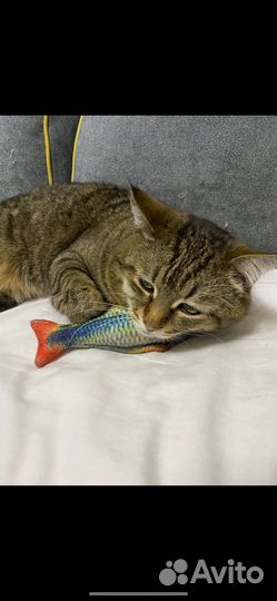 Самец кот ищет самочку