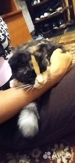 Отдам даром кошку
