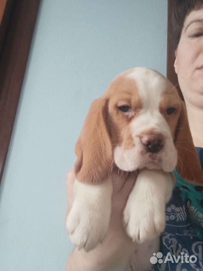 Щенки бигля