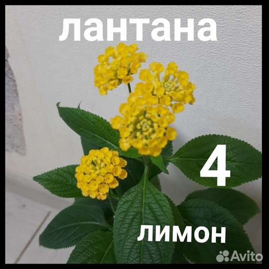Лантана 20 видов