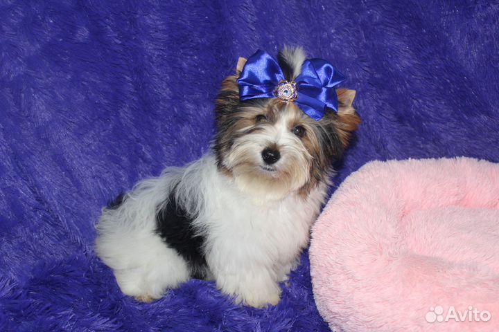 Очень красивая