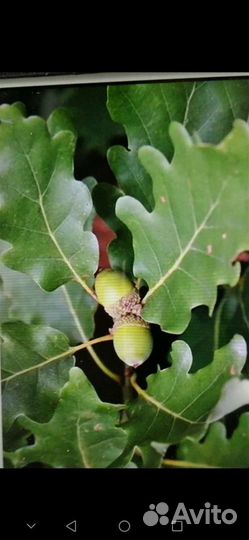 Саженцы дуба черешчатого