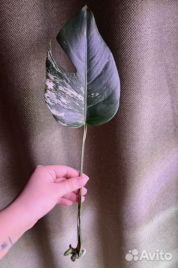 Монстера Альба