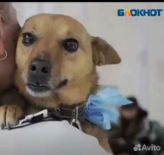 Маленькая собачка в дар в добрые руки