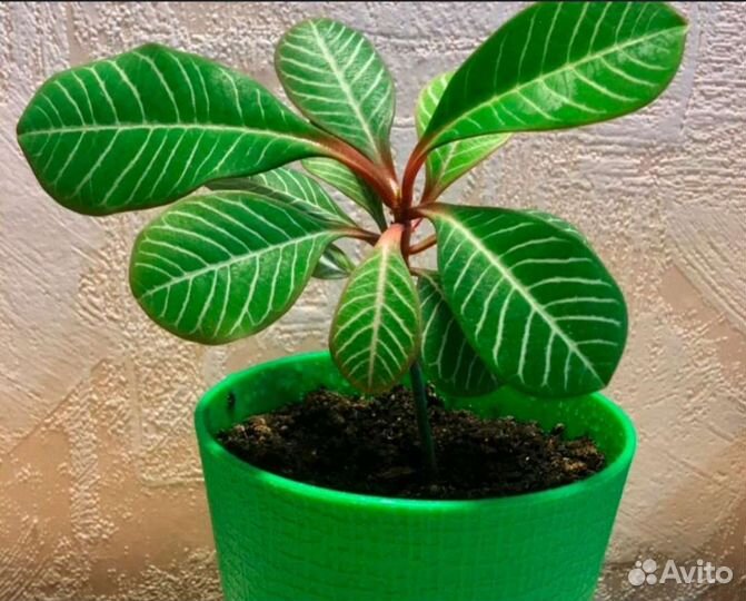 Молочай беложильчатый