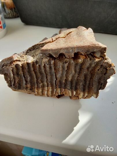 Зуб мамонта