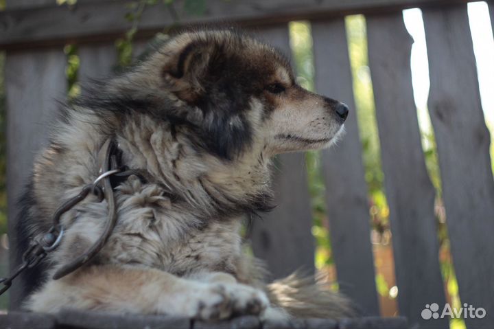 Серьезный Карат на охрану