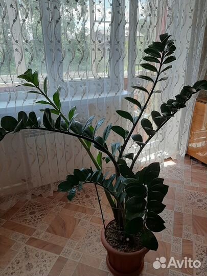 Замиокулькас Долларовое дерево