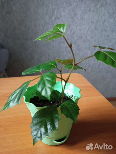 Циссус березка