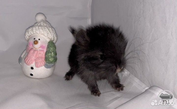 Шиншилла бархатная экстра темная н ангоры,фиолета