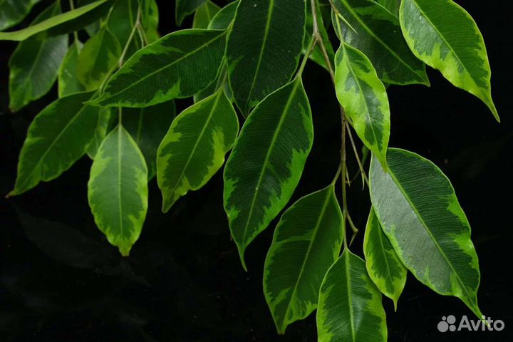 Фикус Анастасия Бенджамина