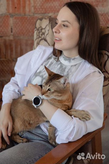 Зоопсихолог кошки, коррекция поведения