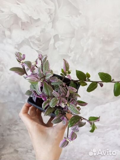 Традесканция mundula variegata sport