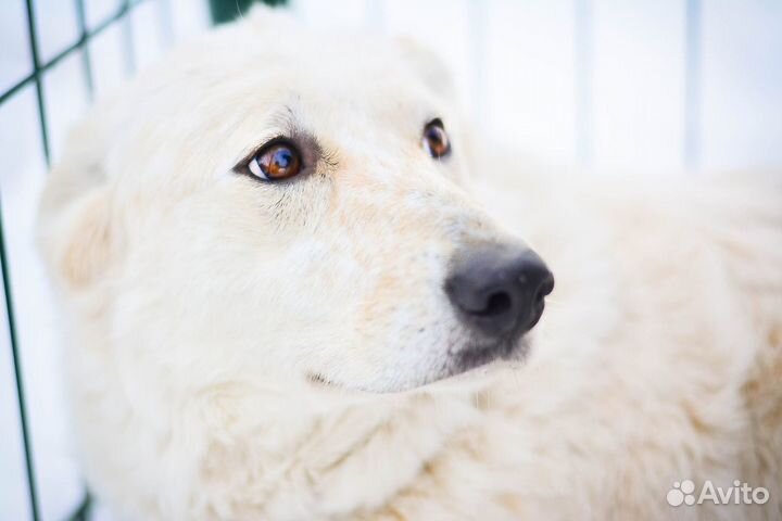 Сестрички Веснушка и Пятнашка ищут дом