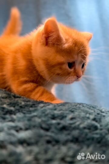 Шотландский котенок