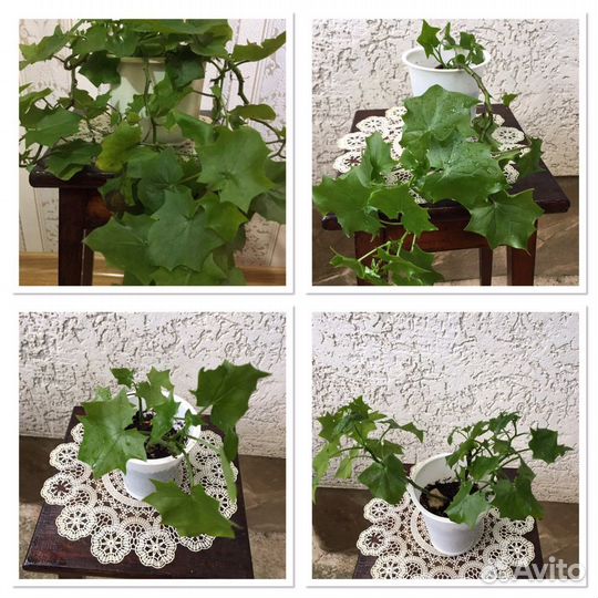 Комнатное растение.Плющ домашний