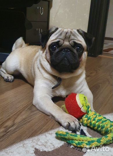 Вязка мопс мальчик