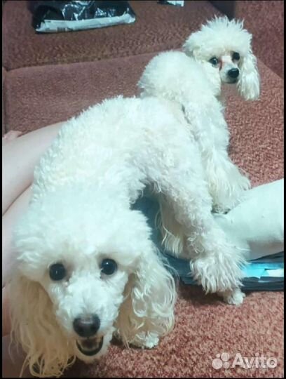 Инструктор по вязке собак