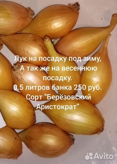 Лук на посадку под зиму