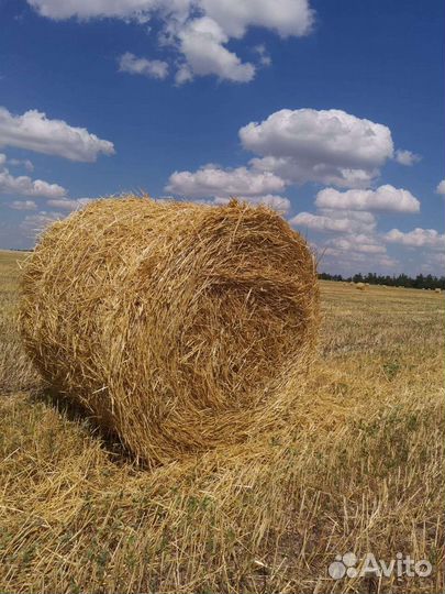 Солома ячменная