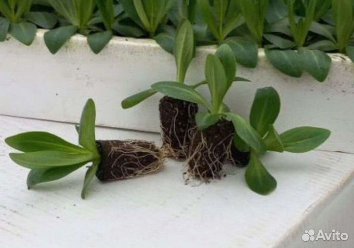 Сеянцы эустомы оптом