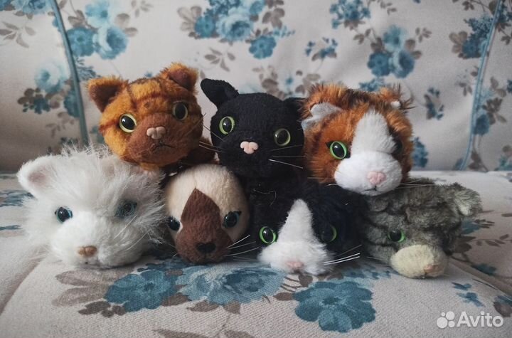 Котята The Cat Collection