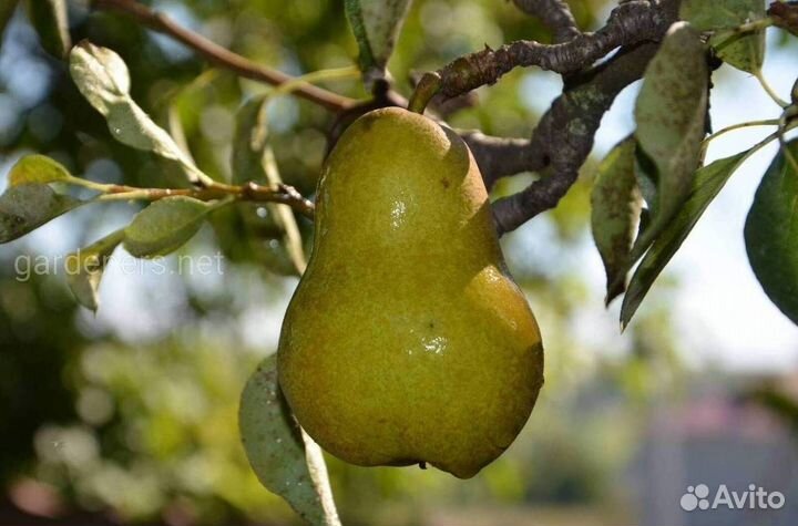 Саженцы груши Зевея