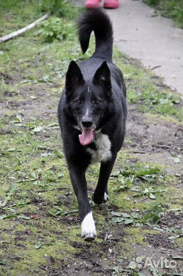 Красивая собака