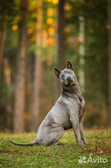 Вязка Тайский Риджбек