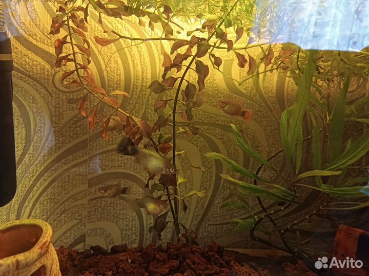 Рыбки пецилии