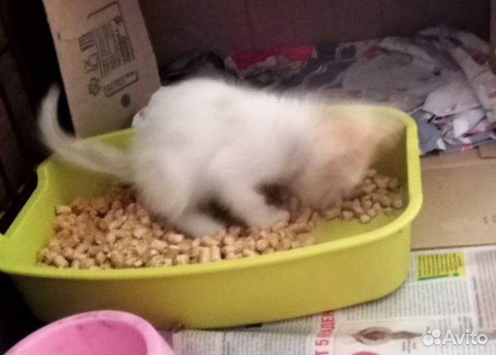 Котенок мальчик