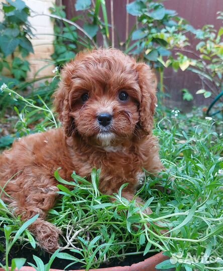 Щенок кавапу девочка